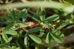 Indigofera trita var. trita